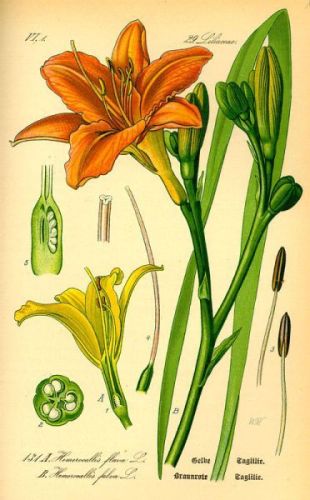 Day Lily - Hemerocallis fulva - Лилейник рыжий